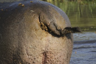 Hippopotamus (hippopotamus amphibius), Adult scattering Shit with Tail, Khwai River, Moremi