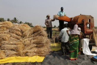 Wheat crop threshing, Chinchani, Maharashtra, India, Asia