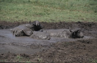 AFRICAN BUFFALO (syncerus caffer), ADULTS HAVING MUD BATH, SERENGETI PARK IN TANZANIA