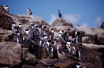 African penguins, Spheniscus demersus, South Africa, Addo Elephant National Park, St. Croix, Port