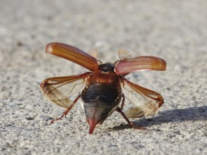 Cockchafer shortly in front of take-off with folded up cover wings and unfolded skin wings