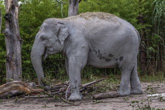 Asian elephant (Elephas maximus) at Zurich Zoo, Zurich, Germany, Europe