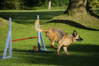 German shepherd dog
