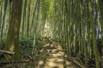 Forest, Japanese cedar, bamboo forest, hiking trail Cloud trail, Mist trail, mountain landscape in