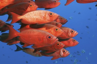 Shoal of reef bigeyes, Priacanthus hamrur, North Male Atoll, Indian Ocean, Maldives, Asia