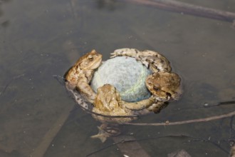 Common Toads (Bufo bufo) clinging tennis ball, Bavaria, Germany, mating season, Europe