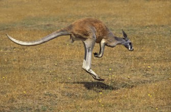 RED KANGAROO (macropus rufus), MALE MOVING ON DRY GRASS, AUSTRALIA