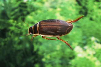 Large great diving beetle (dytiscus marginalis), adult in water, Normandy