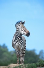Hartmann's Mountain Zebra (Equus zebra hartmannae), stallion, hartmann's mountain zebra (mammals)