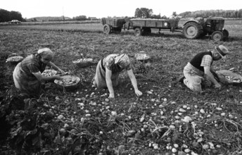 Farmers working in the fields in Muensterland on 10.09.1971, Germany, Europe