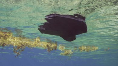 Close-up of disposable black plastic bag drifts with scraps of Seaweed Brown (Sargassum) on surface
