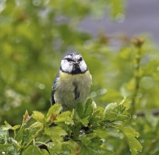 Small garden bird adult BlueTit in rain with Food for young