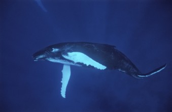 Humpback whale, calf, Megaptera novaeangliae, Silverbanks, Caribbean Sea, Dominican Republic,