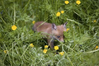 Red Fox (vulpes vulpes), Puppy with Flowers, Normandy
