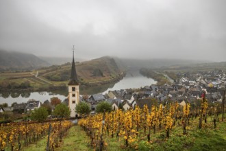 River in the mist meanders in a 180 degree loop through a valley between vineyards. A great