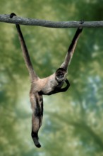 Black-handed Spider Monkey (Ateles geoffroyi), geoffroy's spider monkey, lateral, side