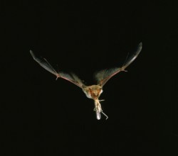 Mouse-Eared Bat (myotis myotis), Adult in Flight, Catching Grasshopper