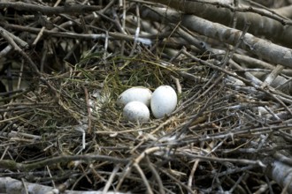 White eurasian spoonbill (platalea leucorodia), 3 eggs on nest