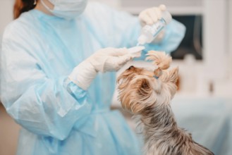 Vet in blue scrubs applies eye drops to a small dog with its hair tied up