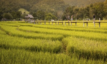 Pai, Thailand on November 23, 2019: Tourists walking on the bamboo bridge over green rice paddies,