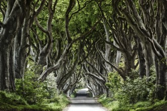 Beech Avenue, Dark Hedges, Northern Ireland