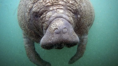 Young animal near Crystal River, Florida
