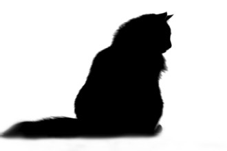 Norwegian Forest Cat