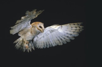 Barn Owl (tyto alba), Adult in Flight, Normandy
