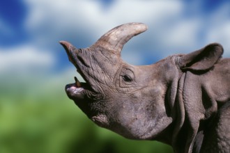 Indian rhinoceros (Rhinoceros unicornis), side, profile