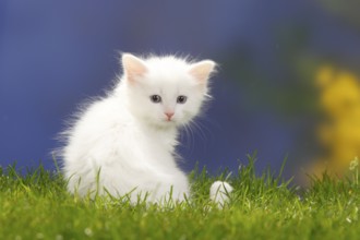 Siberian Forest Cat, kitten, 7 weeks, white