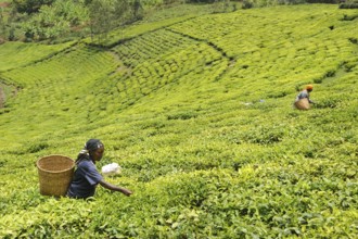 Women harvesting tea, tea plantation, Nyungwe, Rwanda, Africa