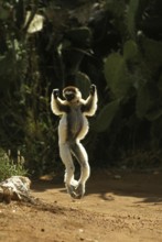 Verreaux's Sifaka (propithecus verreauxi), Adult hopping across open ground, Berenty Reserve,