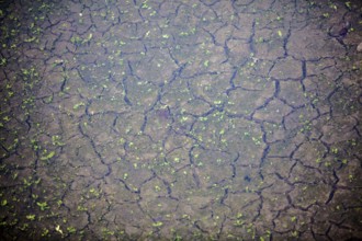 Drought riverbed, Bad Karlshafen, Upper Weser Valley, Weser Uplands, Weserbergland, Hesse, Germany,