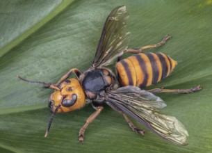 Asian Giant Hornet, Japanese giant hornet, also Murder Hornet (Vespa mandarinia)
