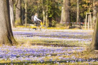 Blooming crocuses and winter aconites on the meadows in the Baroque Park Großer Garten, Dresden,
