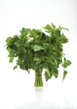 Flat leaf parsley (petroselinum crispum), aromatic plant against white background