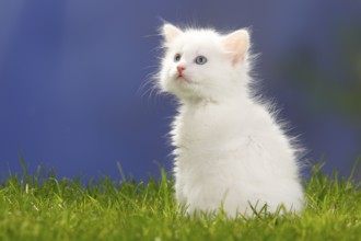 Siberian Forest Cat, kitten, 7 weeks, white