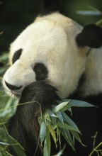 Giant panda (ailuropoda melanoleuca), adult eats bamboo