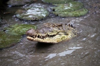 Australian Saltwater Crocodile (crocodylus porosus) or Estuarine Crocodile, Australia, Oceania