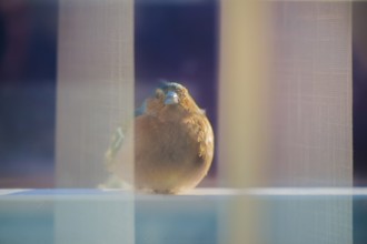 Front view of a chaffinch through the window pane