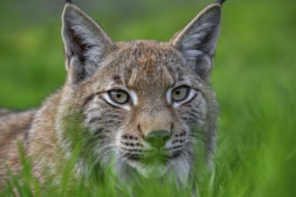 Close-up portrait of hunting Eurasian lynx (Lynx lynx) stalking prey in grassland, meadow