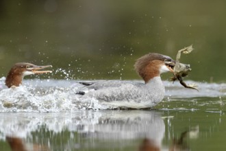 Common merganser. Mergus merganser. A female caught a bull frog and try to escape from a another