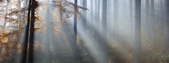 Panorama, spruce forest in autumn with fog, sun shining through the tree trunks, beech with autumn