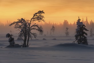 Winter landscape in the fog, Muddus National Park, Laponia World Heritage Site, Norrbotten,