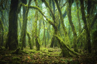 Green, partly foggy laurel forest with moss-covered trees that form a dense and atmospheric