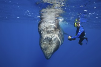 Sperm whale and snorkeller, Physeter macrocephalus, Caribbean, Dominica, Central America