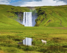 Grandiose falls Skogafoss in Iceland. On a meadow before falls the white lamb is grazed