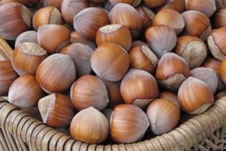 Hazelnut (Corylus 'Corabel')