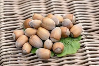 Hazelnut (Corylus 'Lange Zellernuss'), An den Dorfwiesen 9, Laußnitz, Saxony, Germany, Europe