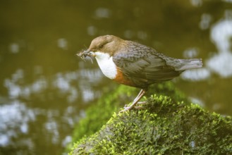 White-throated Dipper (Cinclus cinclus), at a torrent with larvae in its beak,